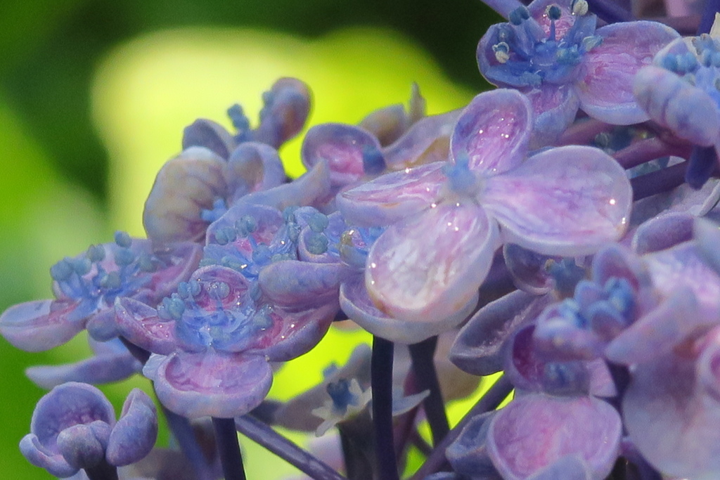 藤森神社　紫陽花其の弐