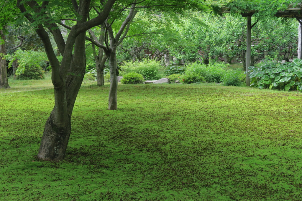 杉苔の原　其の参