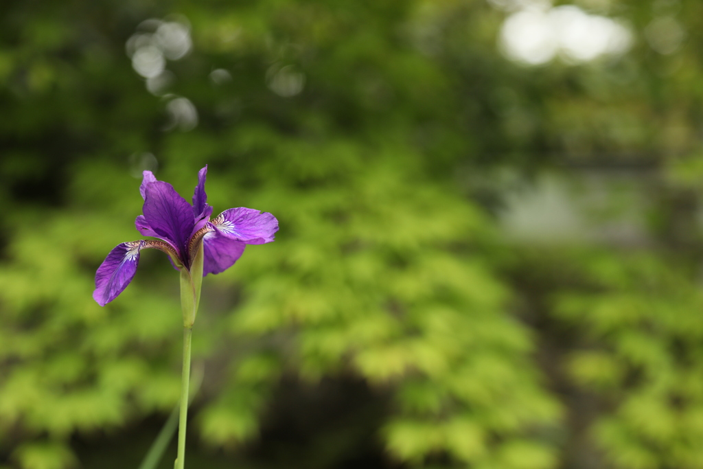 花菖蒲