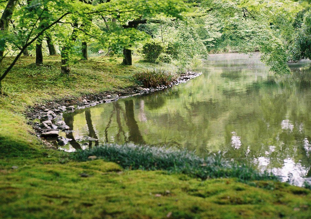 苔むす池