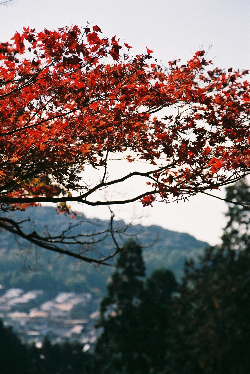 三室戸寺　その2