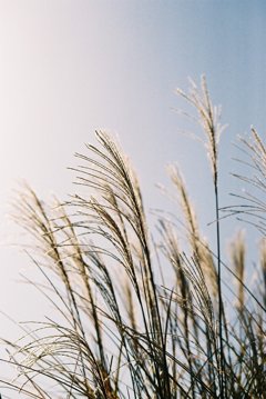 芒と光