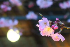 夜桜観桜会　灯