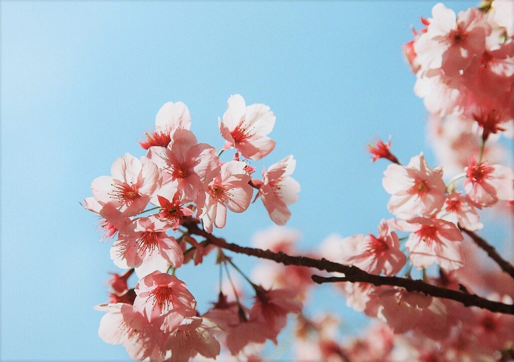 陽光桜 壱