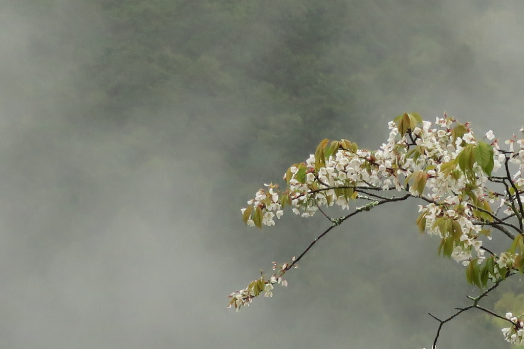 葉桜