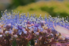 紫陽花のある風景　参