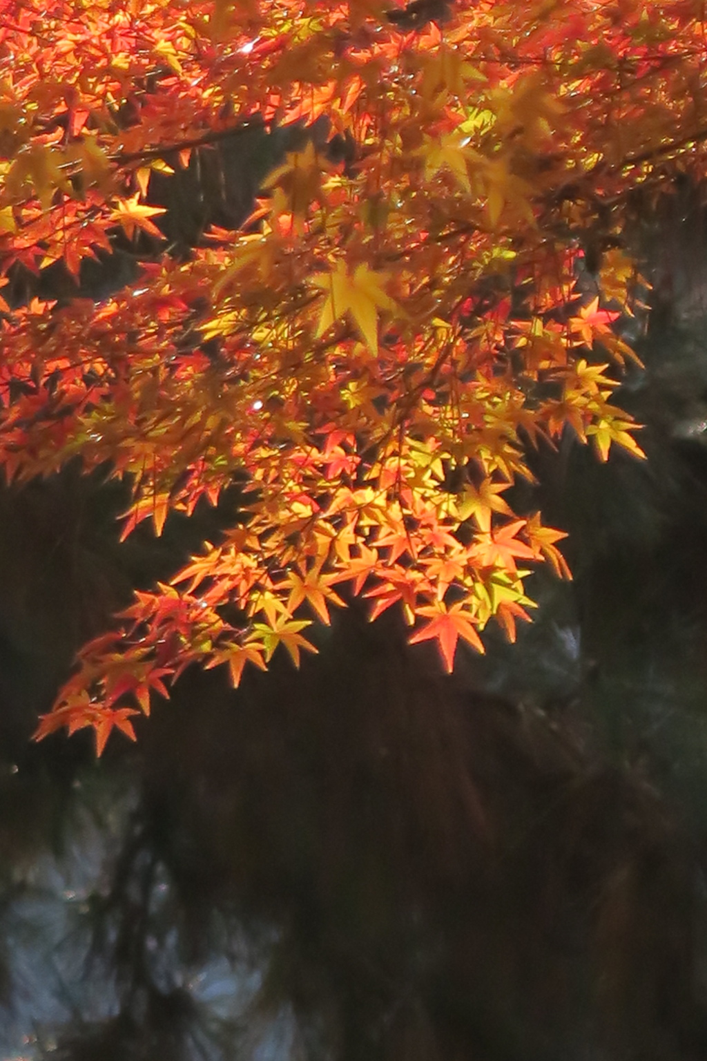 秋色詰め合わせ　其の弐　参