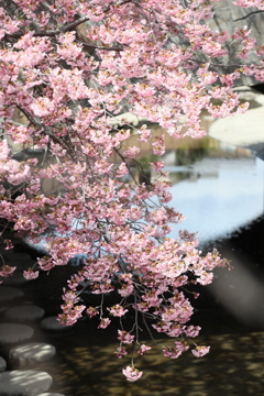 淀の河津櫻　参