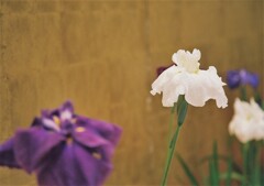 花菖蒲　其の参