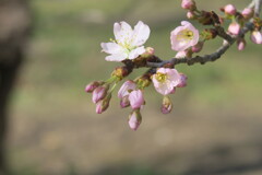 櫻の競演　カラミ桜