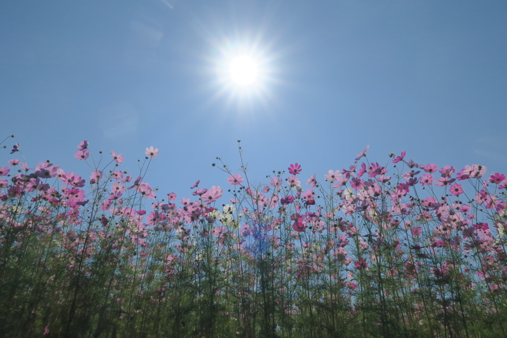 まほろばの秋桜　七　　