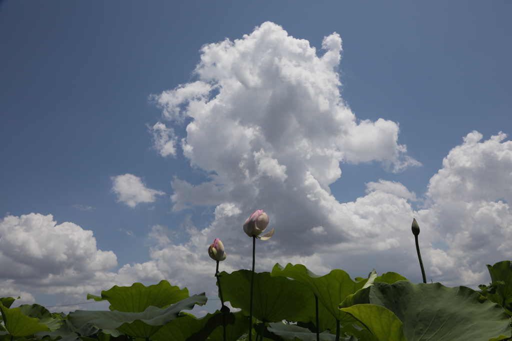 青空に向う