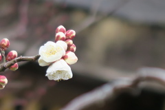 北野天満宮　其の壱