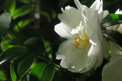 東山慈照寺　山茶花