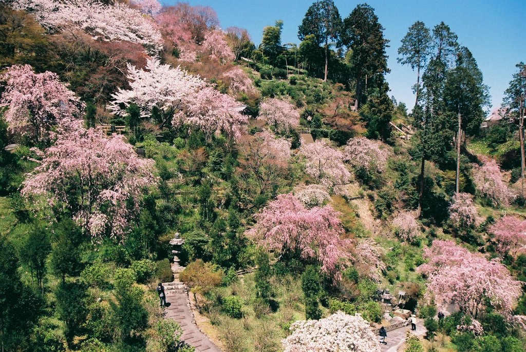 桜、さくら、櫻、