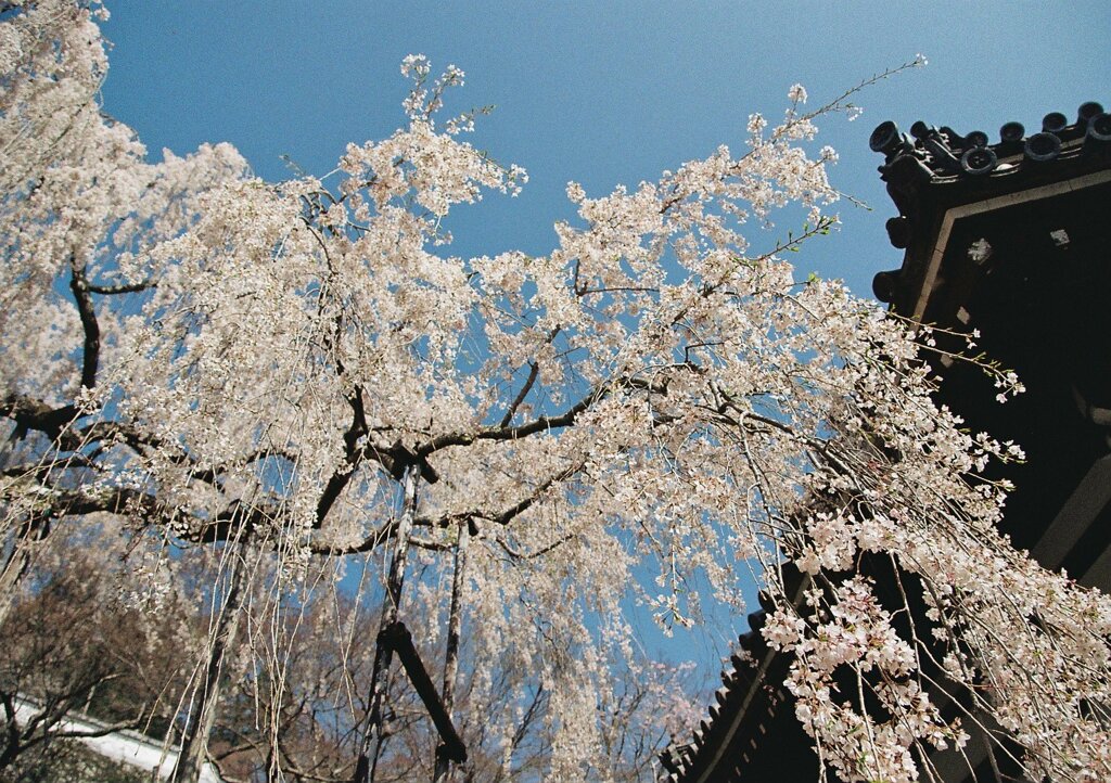 善峯寺　枝垂桜