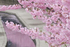 河津桜と桜色の水路