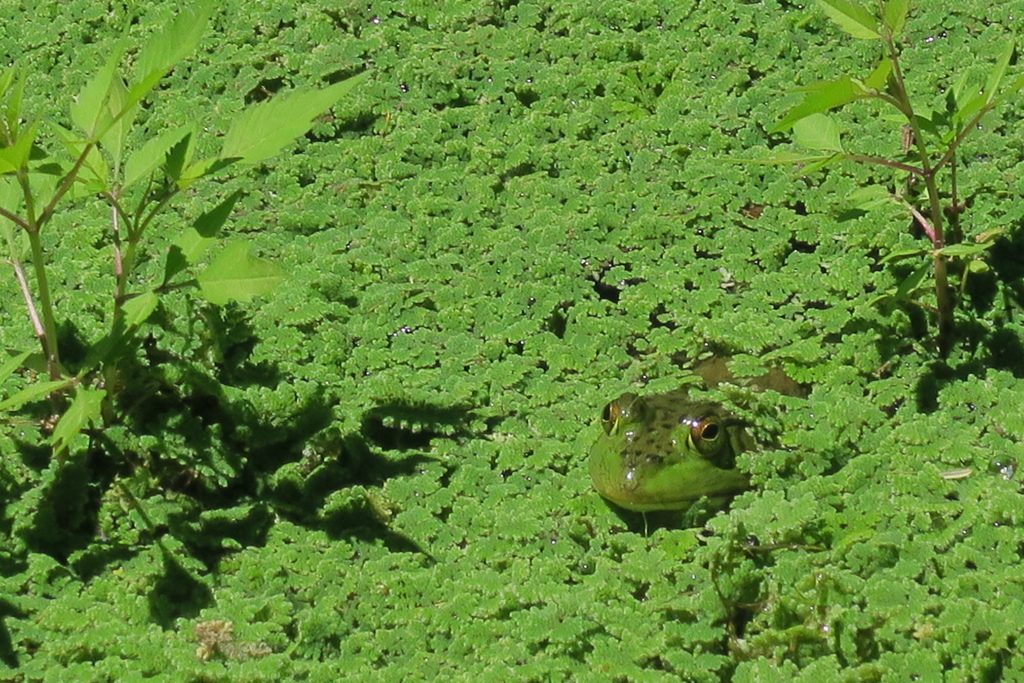 府立植物園にて　其の八