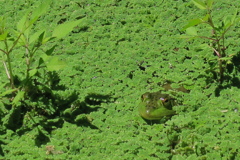 府立植物園にて　其の八