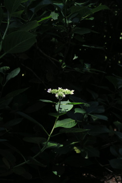 府立植物園にて　其の四