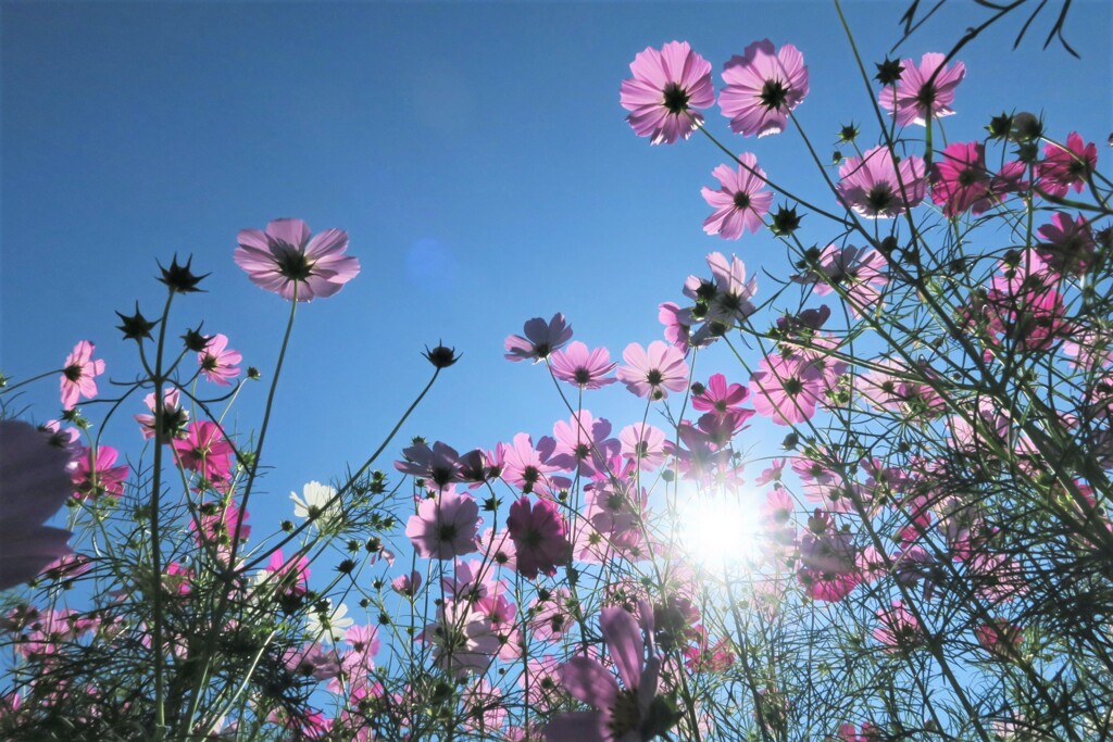 まほろばの秋桜　六