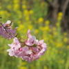 淀　河津桜と菜の花