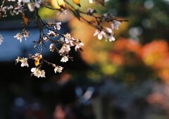 西明寺　不断桜