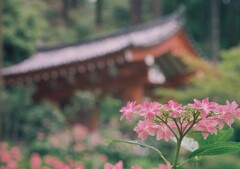 三室戸寺　紫陽花