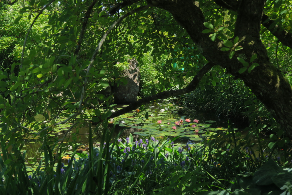 睡蓮の風景