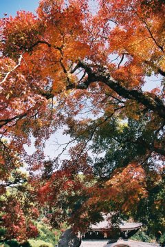 三室戸寺　その2