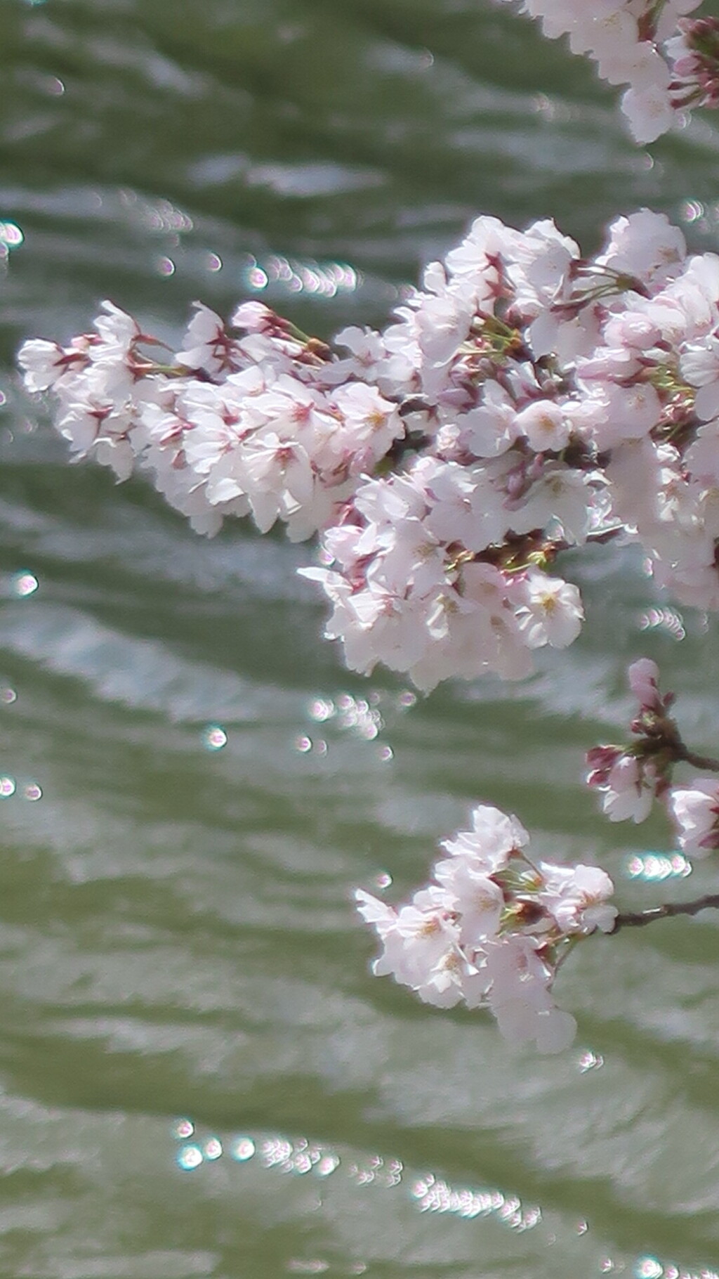 桜、河面