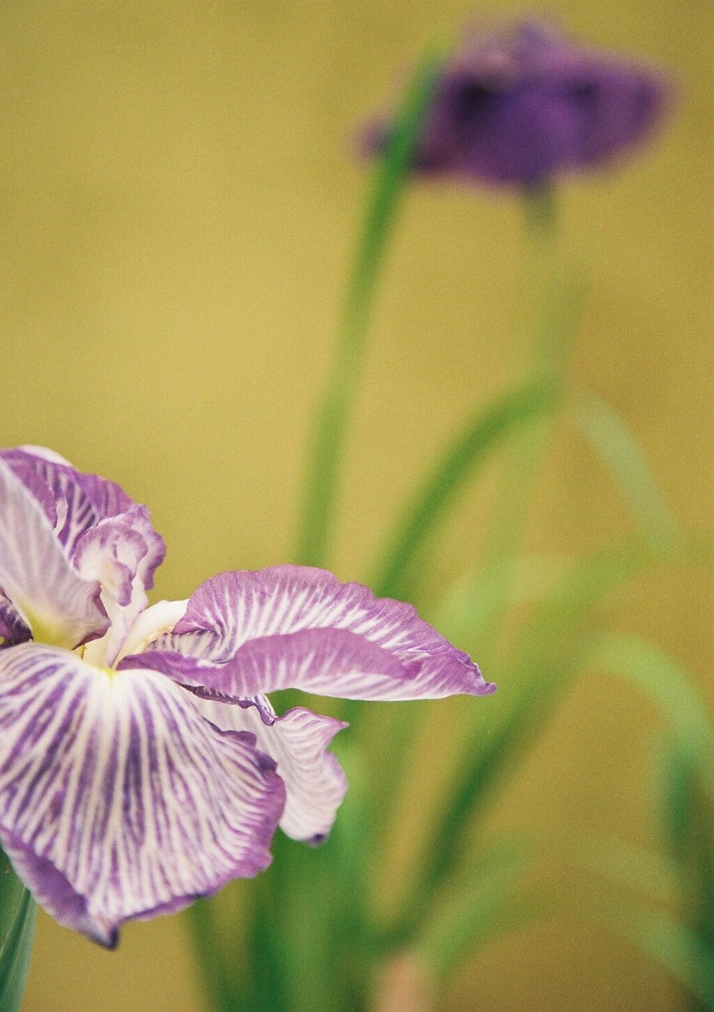 花菖蒲　其の弐