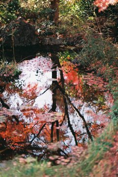 雑多な紅葉