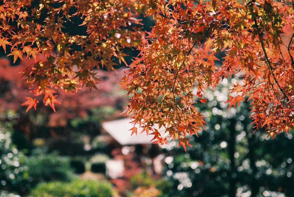 三室戸寺　その2