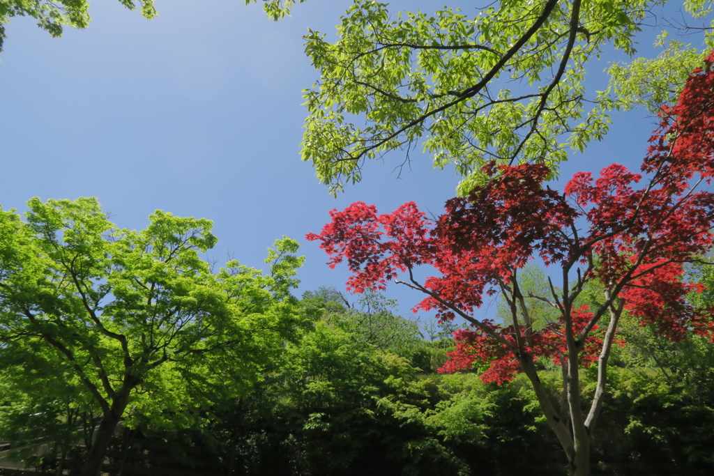 紅、翠
