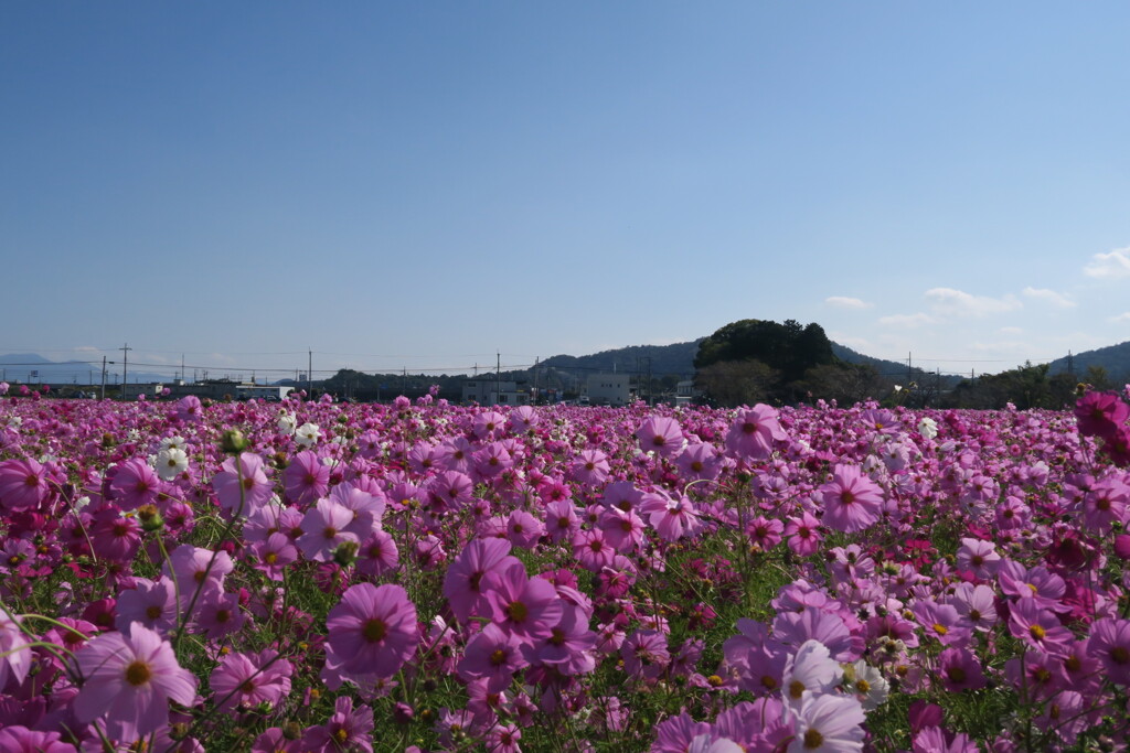 秋桜、コスモス