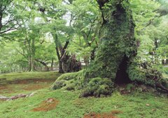 苔むす樹