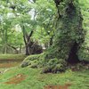 苔むす樹