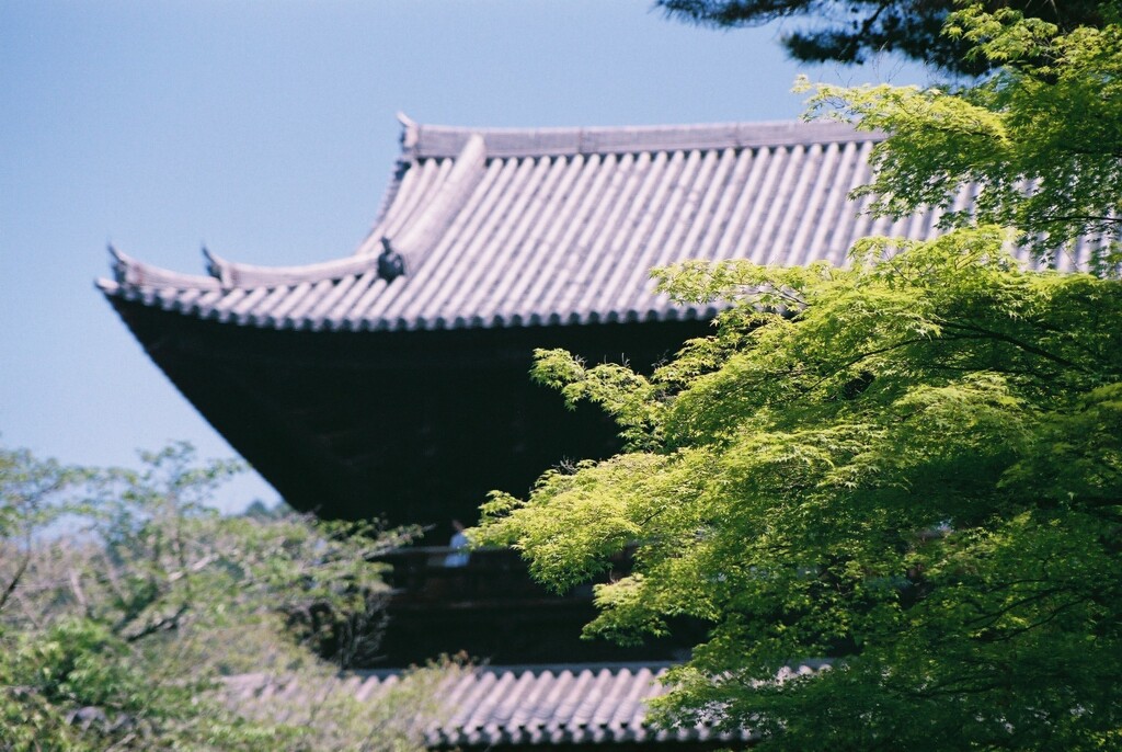 南禅寺　三門　あおもみじ