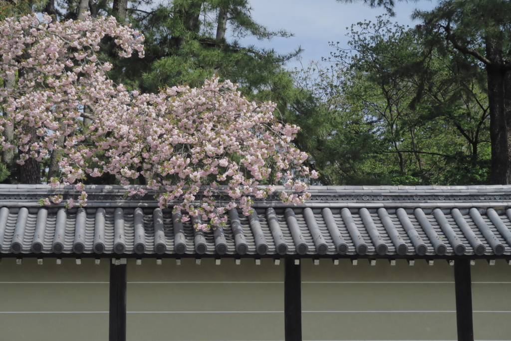 京都御苑での風景　弐