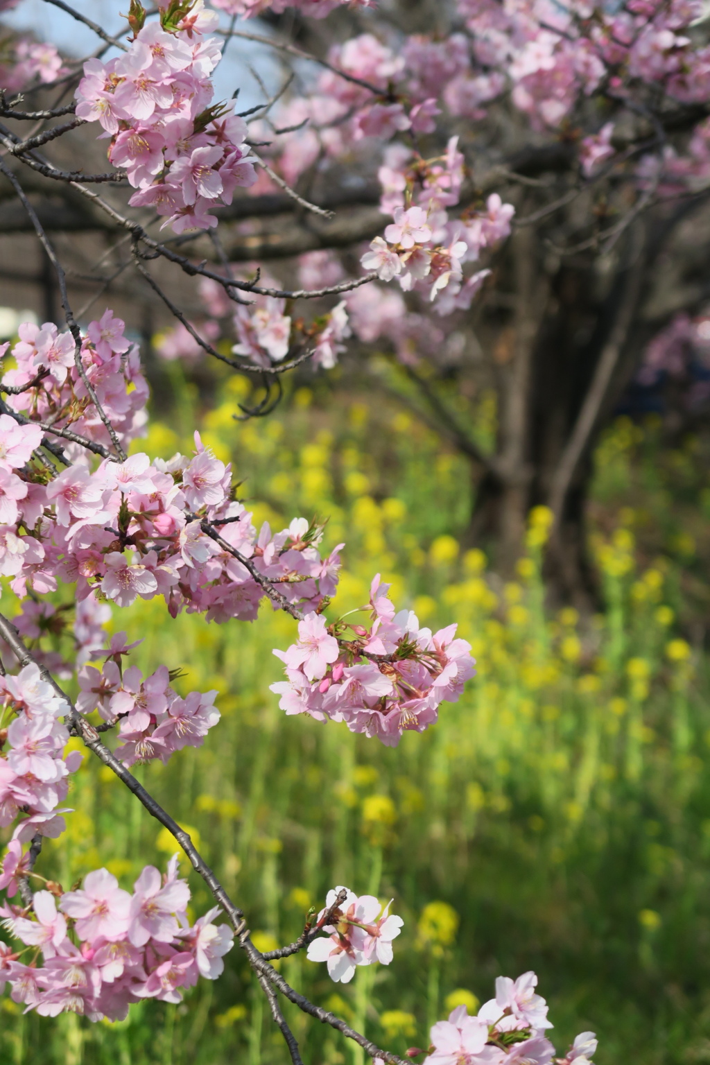 淀　春　河津桜