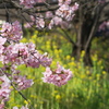 淀　春　河津桜