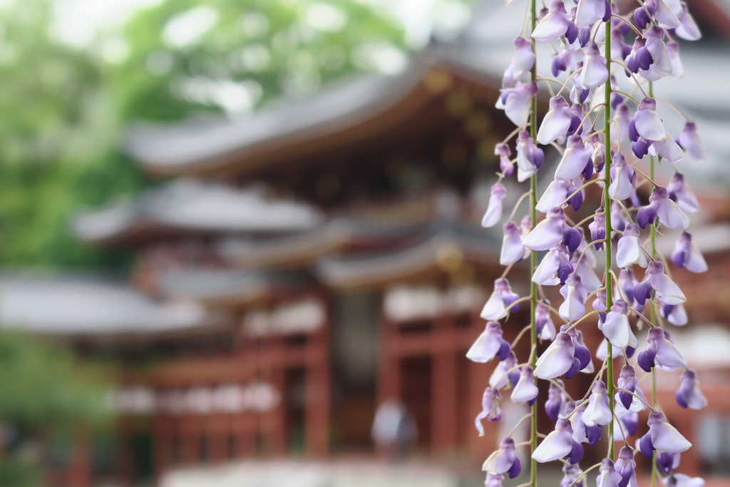 藤花　其の壱