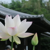 白蓮　法金剛院