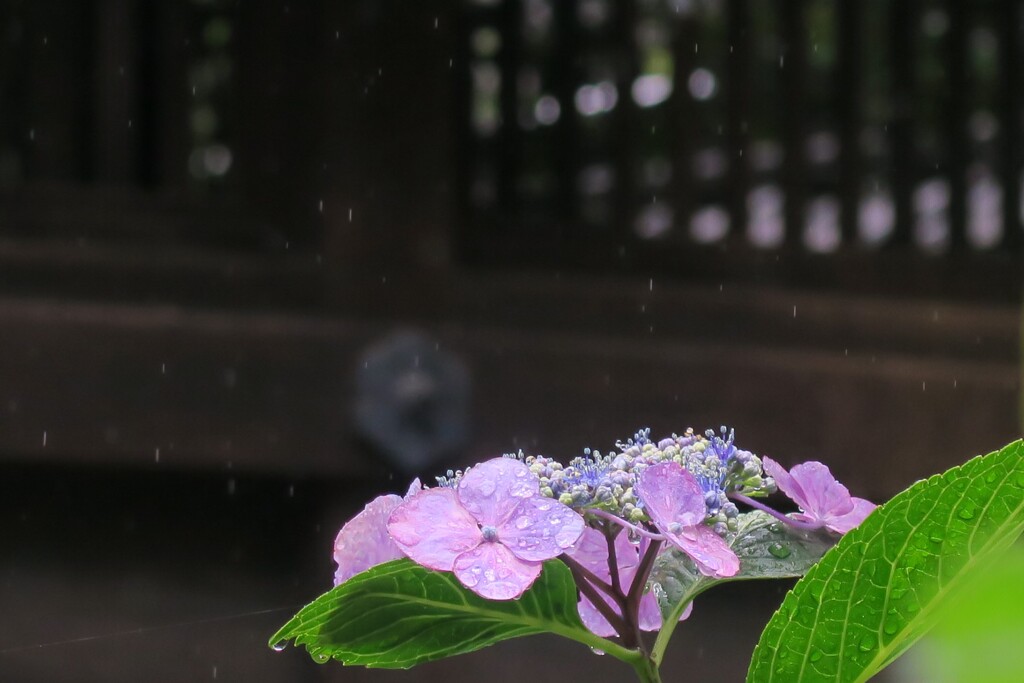 小糠雨の日の紫陽花　