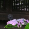 小糠雨の日の紫陽花　