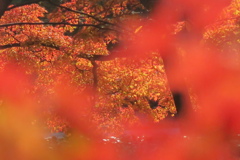 秋色詰め合わせ　其の弐　漆