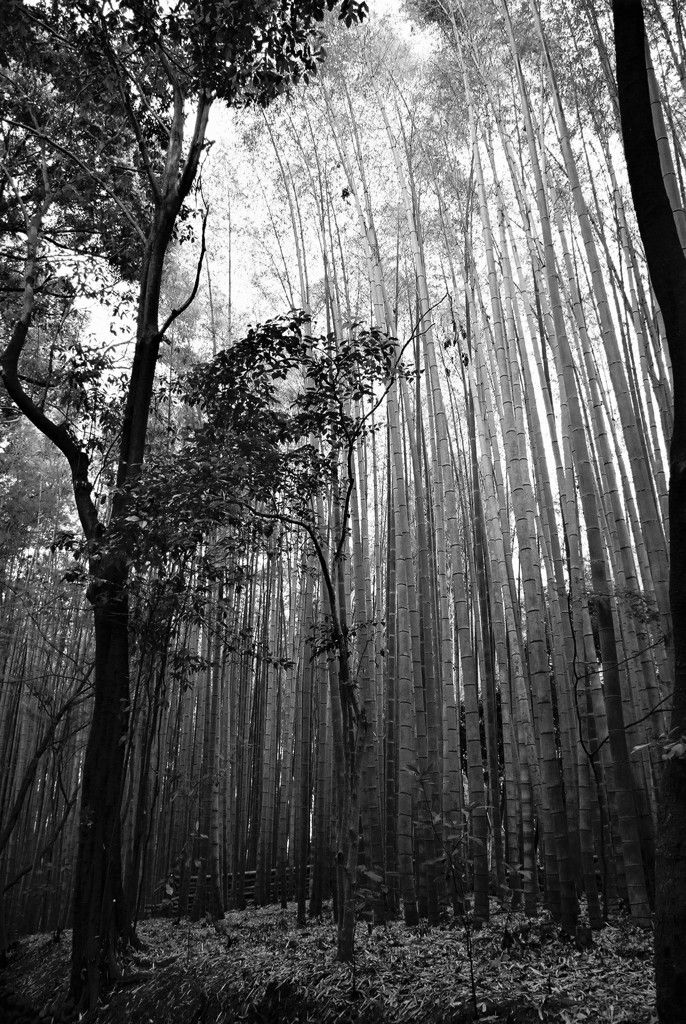 嵐山地蔵院016