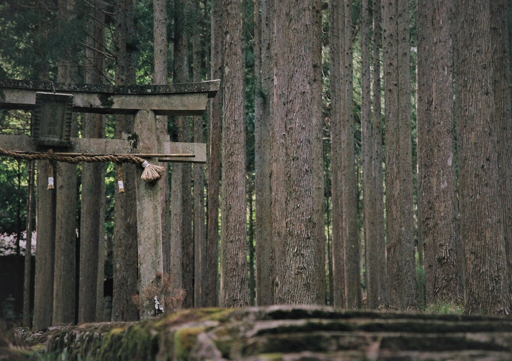 賀茂神社　参道