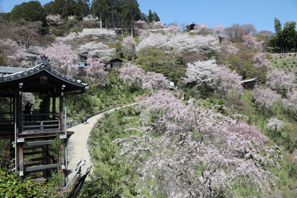 桜、櫻、さくら、サクラ、